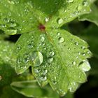 Wassertropfen auf einer Erdbeerpflanze