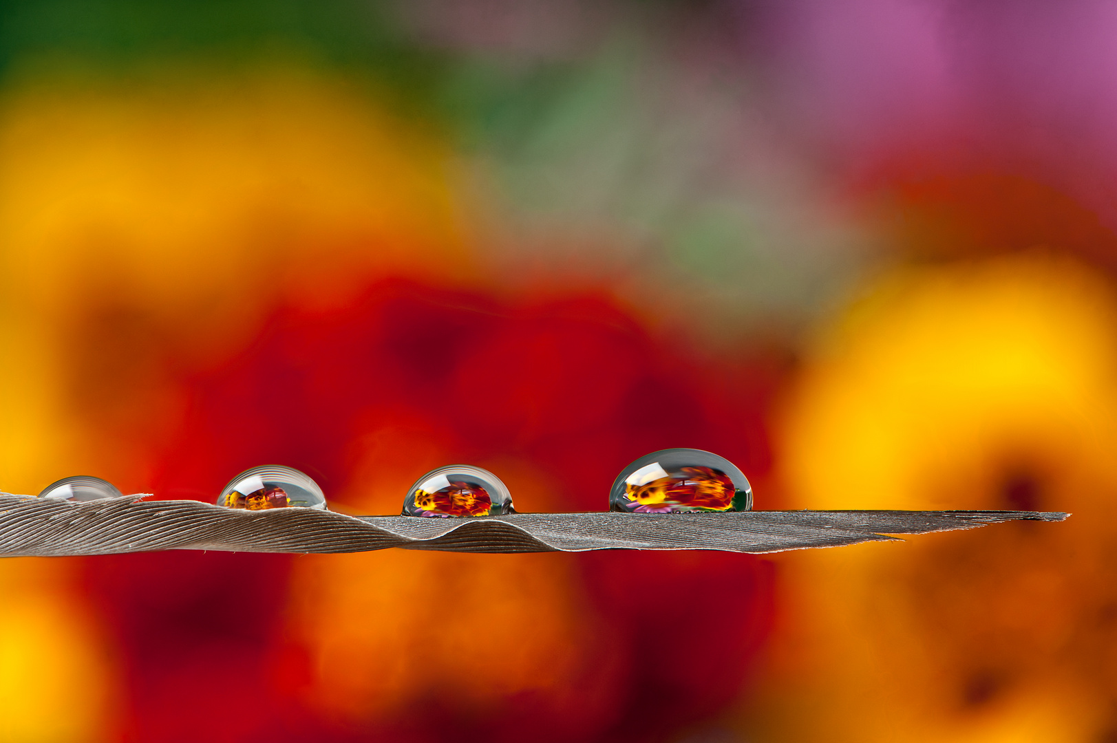 Wassertropfen auf einer Feder