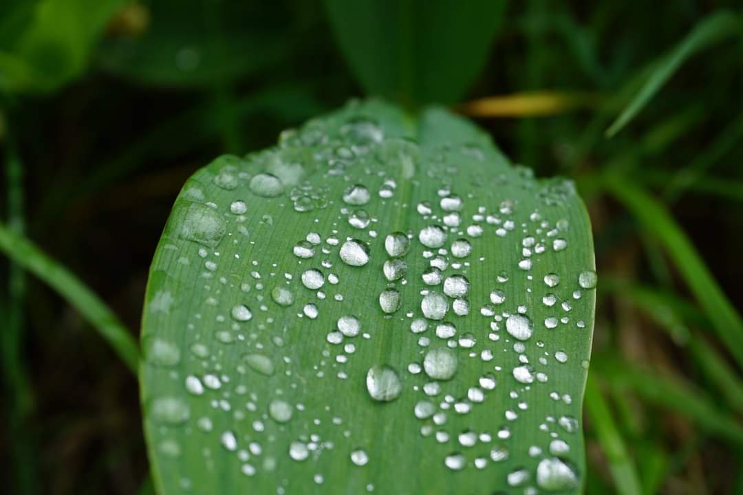 Wassertropfen auf einer Pflanze 