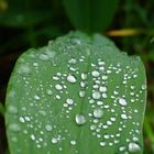 Wassertropfen auf einer Pflanze 