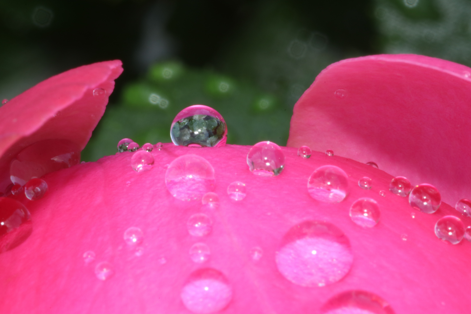 Wassertropfen auf einer Rose