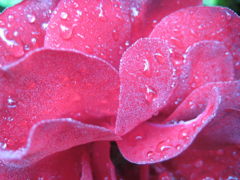 Wassertropfen auf einer Rose