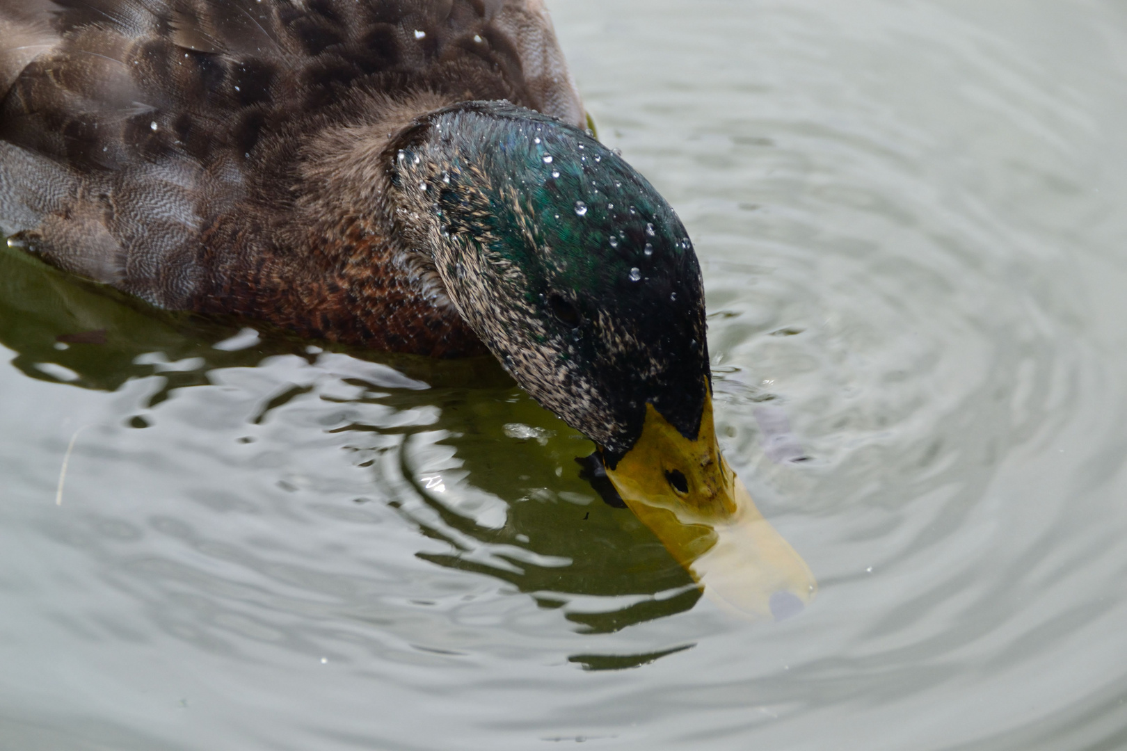 Wassertropfen auf Erpelkopf