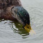 Wassertropfen auf Erpelkopf