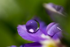 Wassertropfen auf Fächerblume