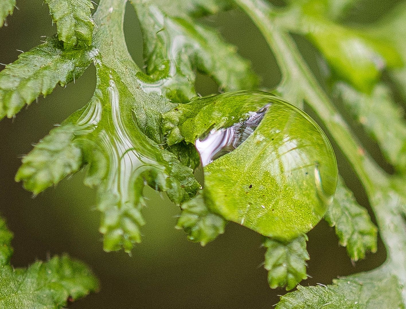 Wassertropfen auf Farn