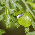 Wassertropfen auf Farn