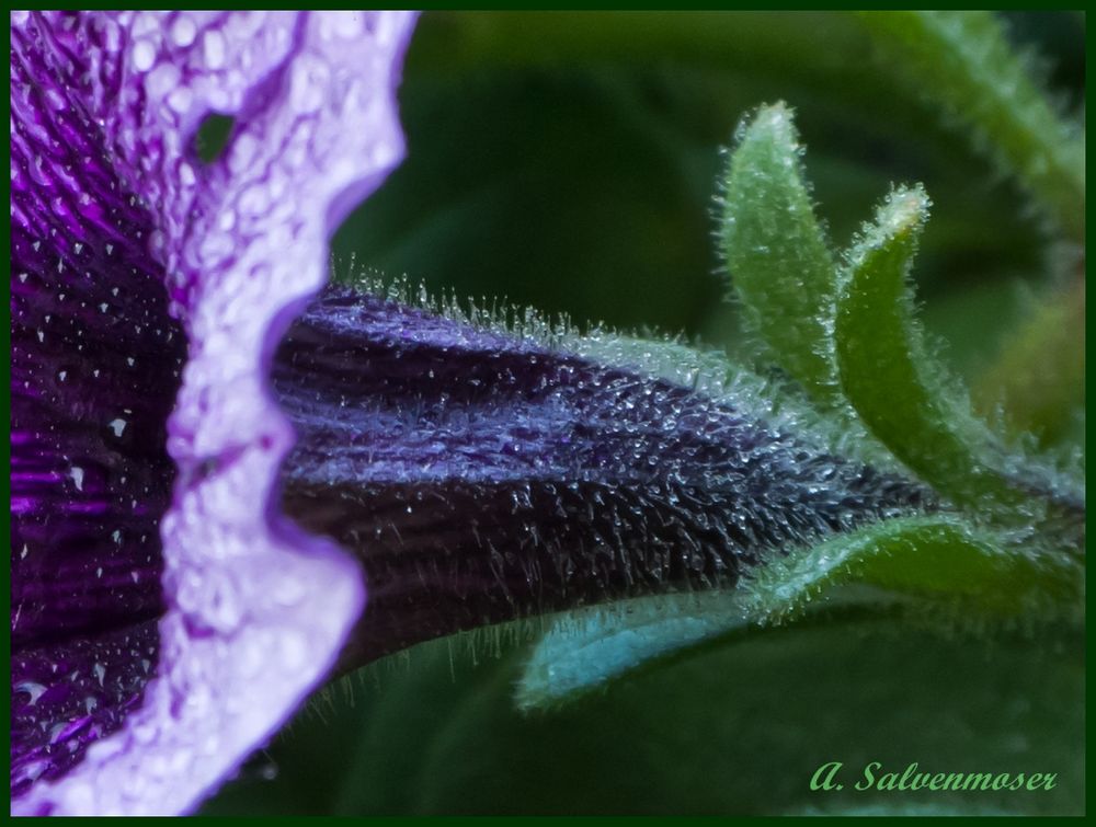 Wassertropfen auf feinsten Härchen