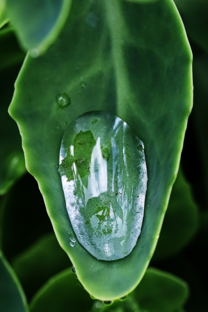 Wassertropfen auf Fetthennen-Blatt