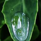 Wassertropfen auf Fetthennen-Blatt