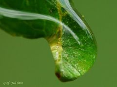 Wassertropfen auf Fliederblatt