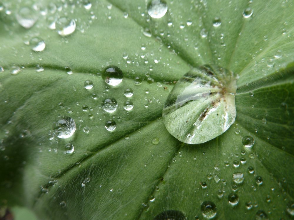 Wassertropfen auf Frauenmantel