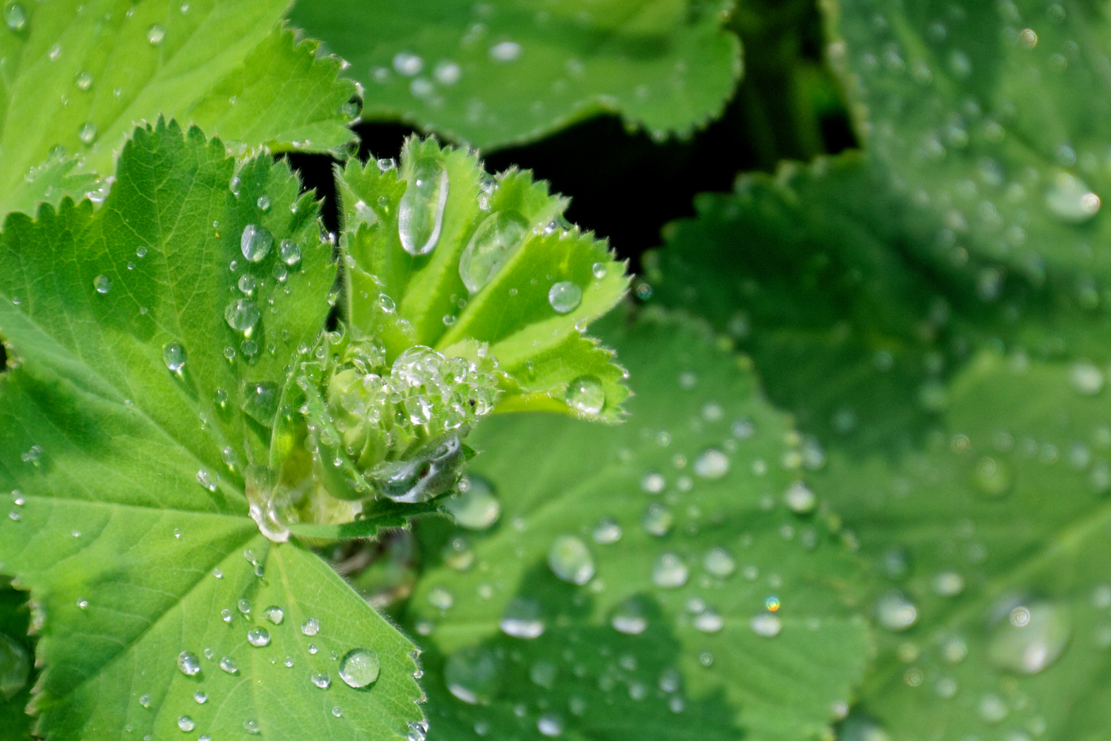 Wassertropfen auf Frauenmantel