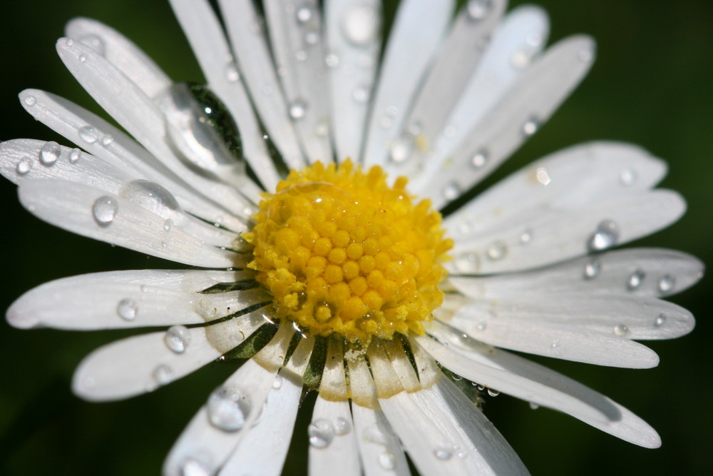 Wassertropfen auf Gänseblümchen.