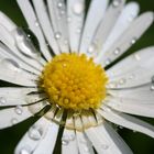 Wassertropfen auf Gänseblümchen.