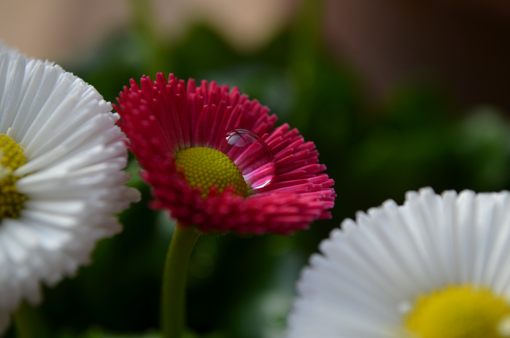 Wassertropfen auf Gänseblümchenblüte