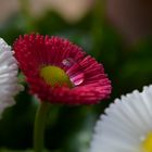 Wassertropfen auf Gänseblümchenblüte