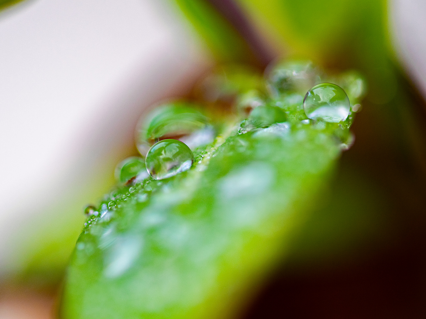 Wassertropfen auf Geißblatt