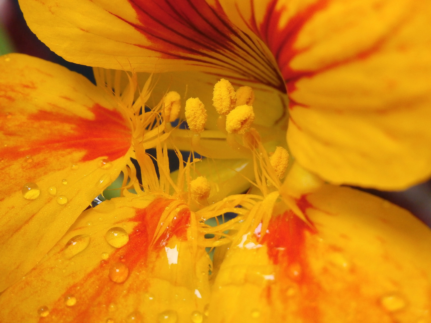Wassertropfen auf gelber Blüte - Kapuzinerkresse P8030816