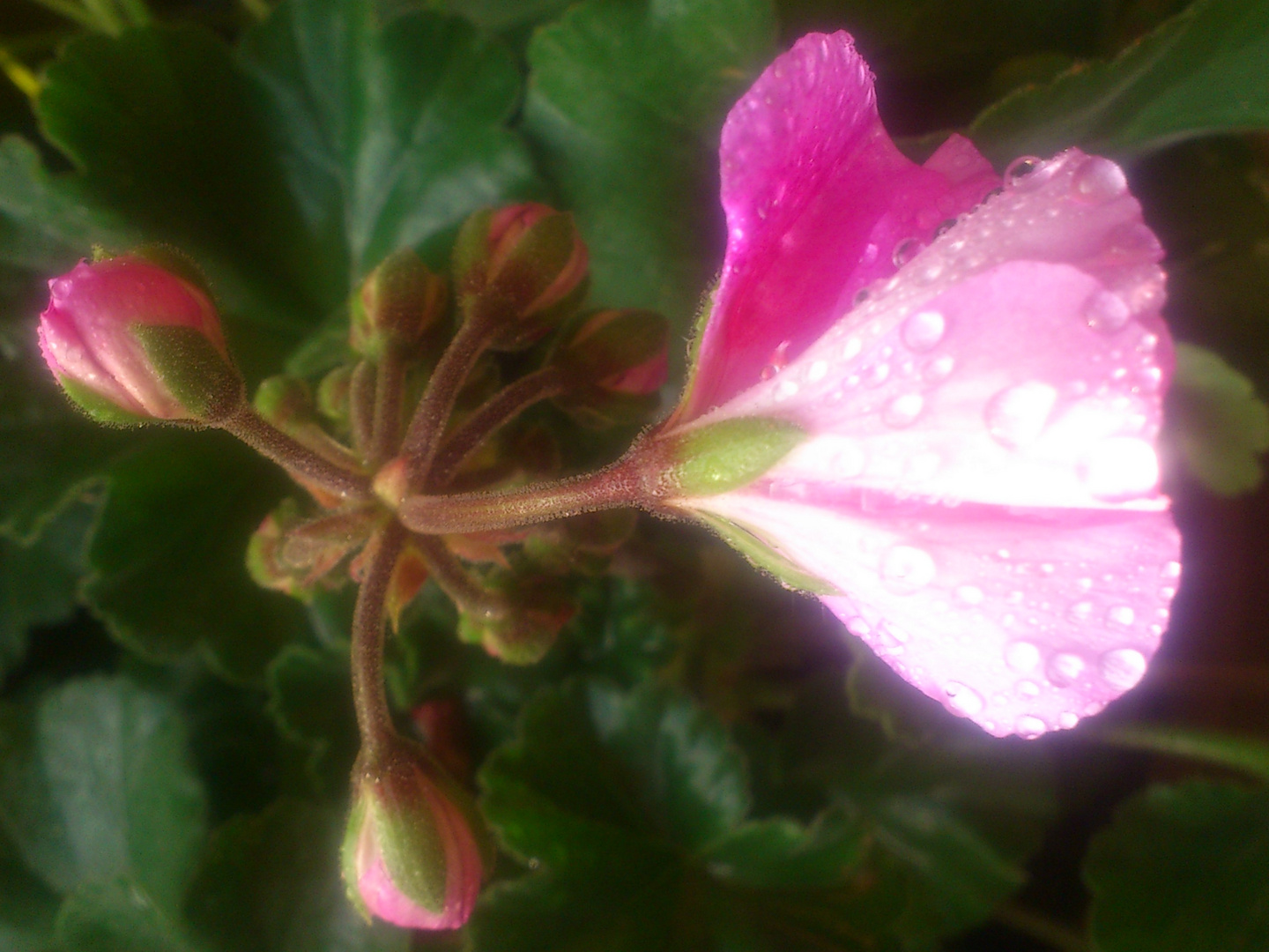 Wassertropfen auf Geranie