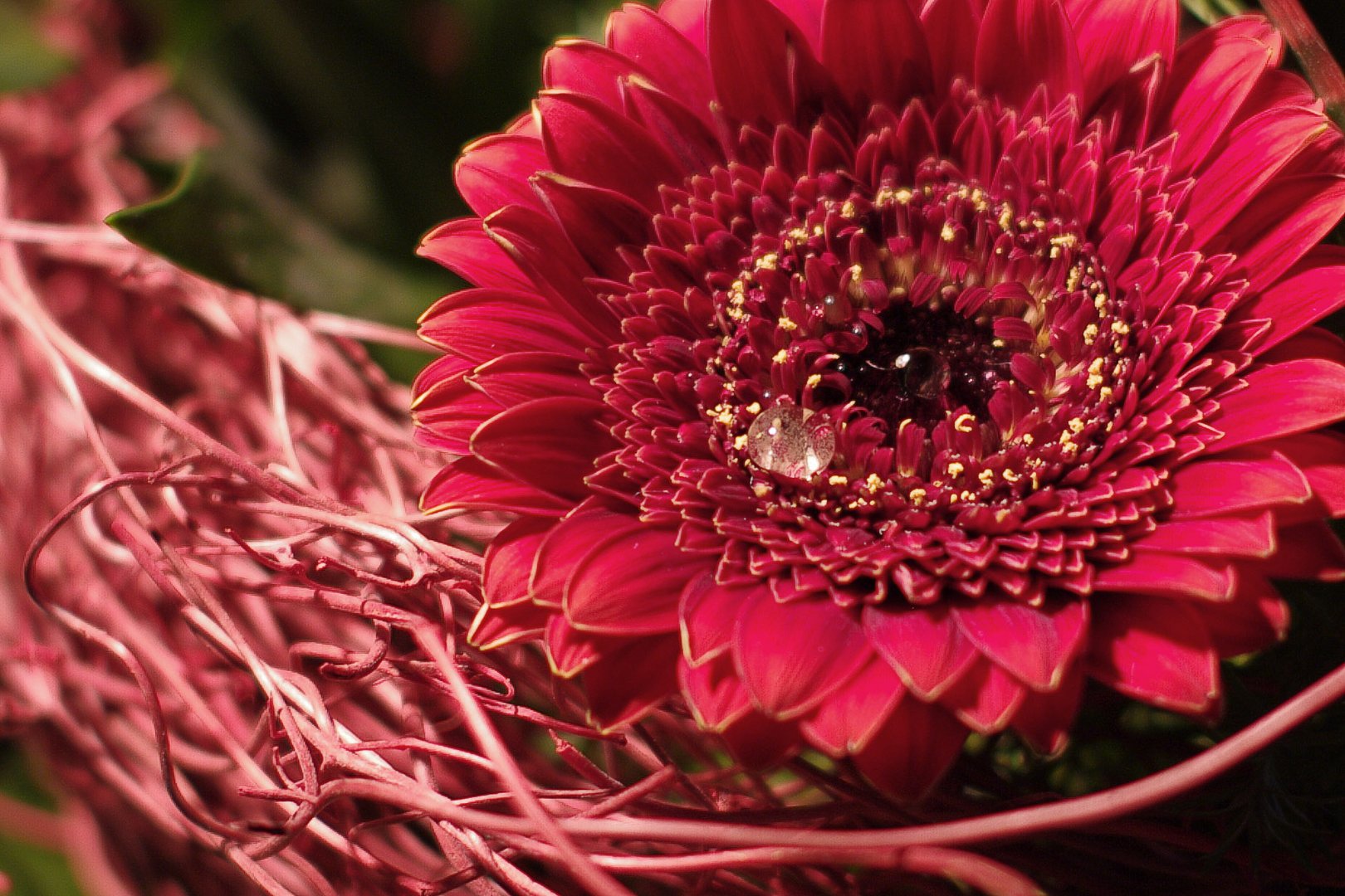 Wassertropfen auf Gerbera