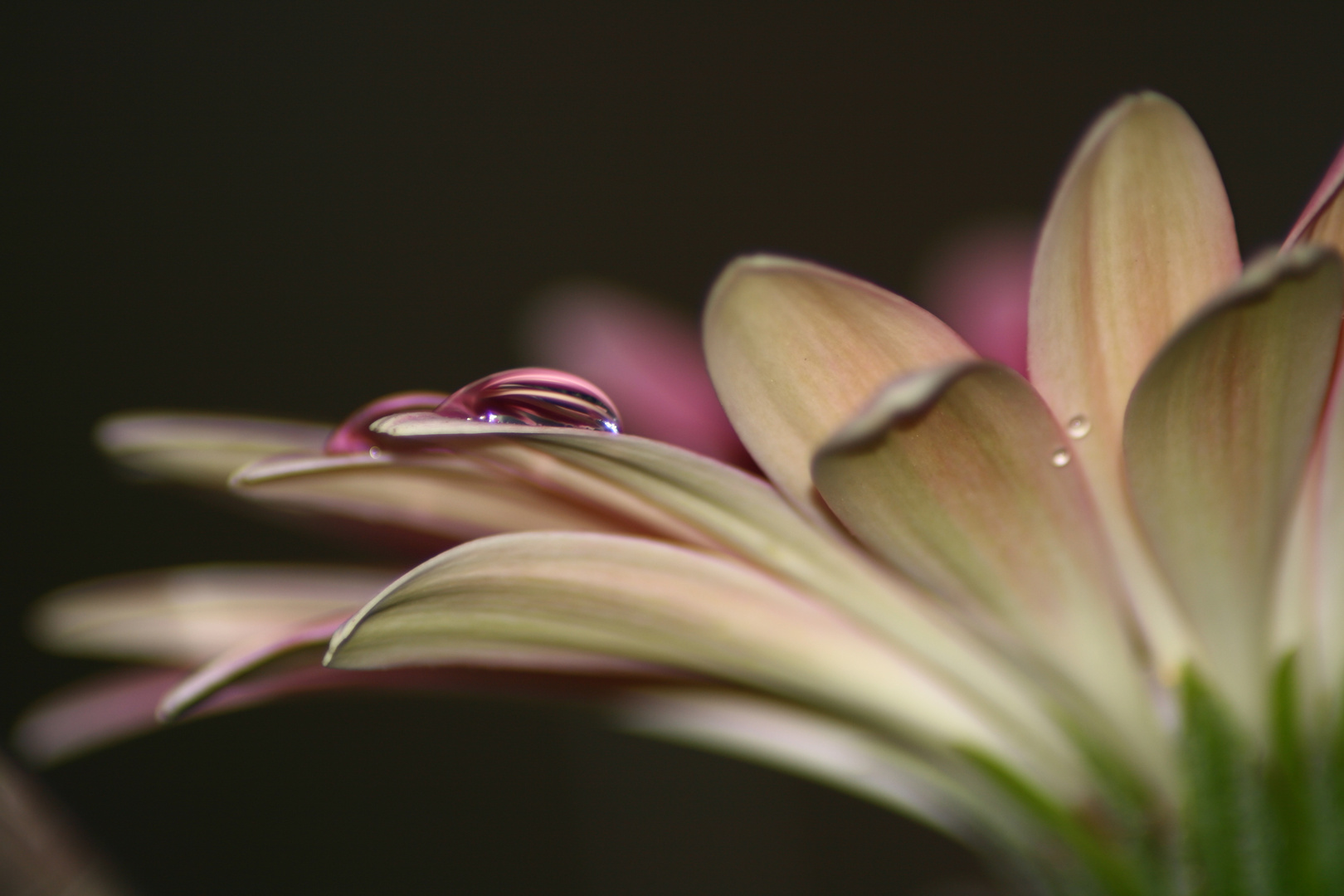 **Wassertropfen auf Gerbera **2