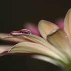 **Wassertropfen auf Gerbera **2