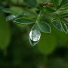 Wassertropfen auf Ginsterblatt P5170876