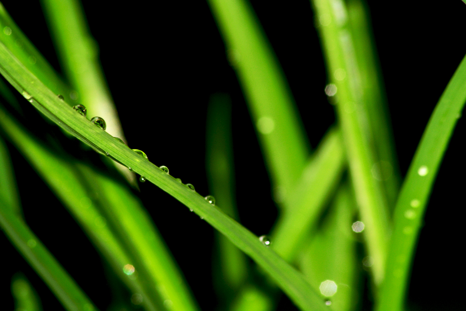 Wassertropfen auf Glashalm =)