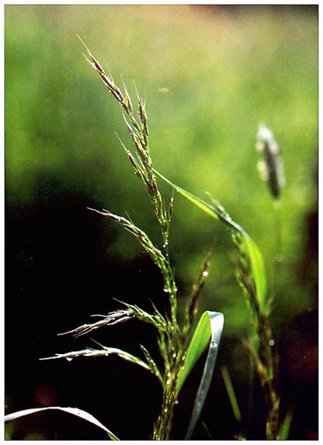 Wassertropfen auf Gräsern