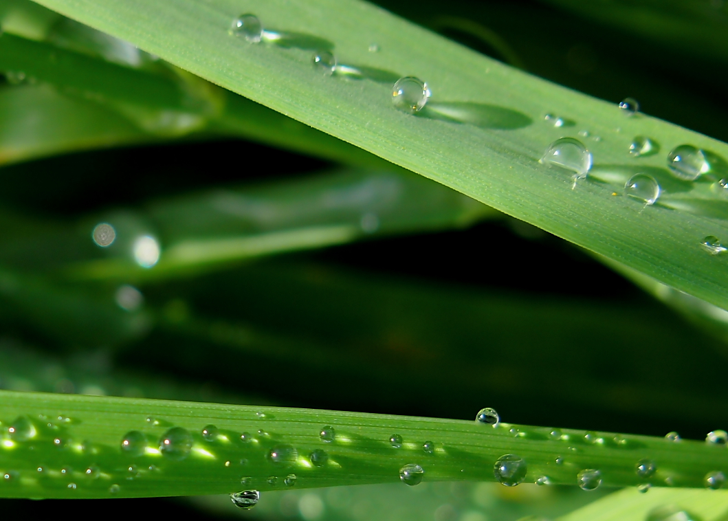 Wassertropfen auf Gräsern