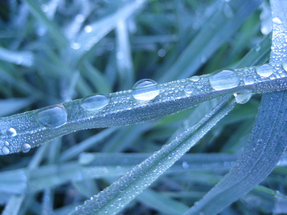 Wassertropfen auf Gräsern