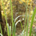 Wassertropfen auf Gras