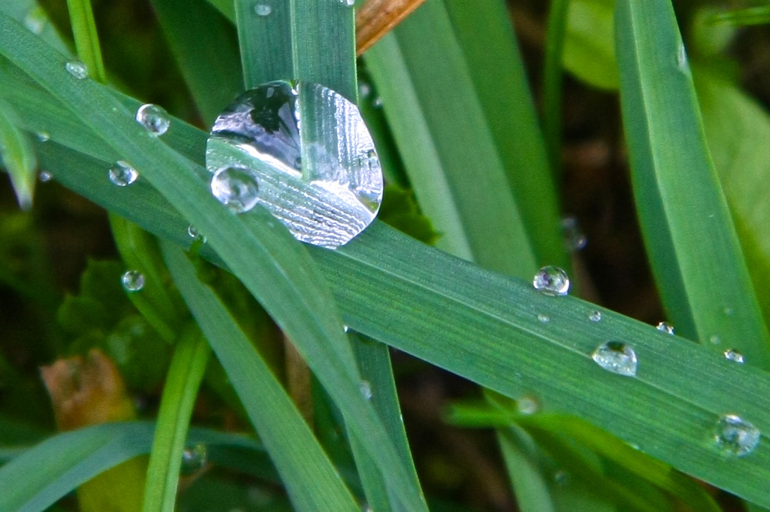 Wassertropfen auf Gras