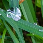 Wassertropfen auf Gras