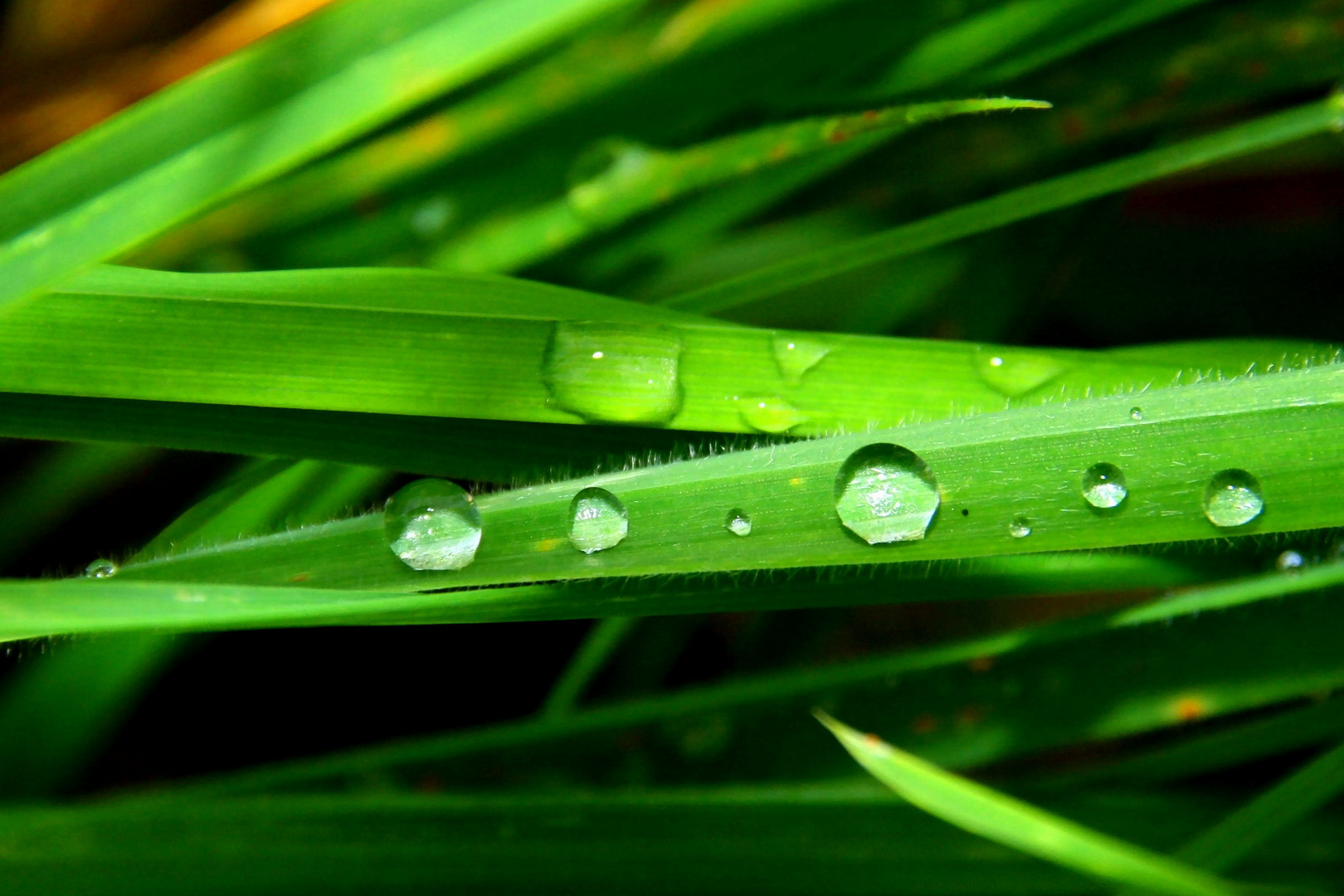 Wassertropfen auf Gras