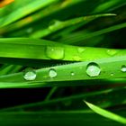 Wassertropfen auf Gras