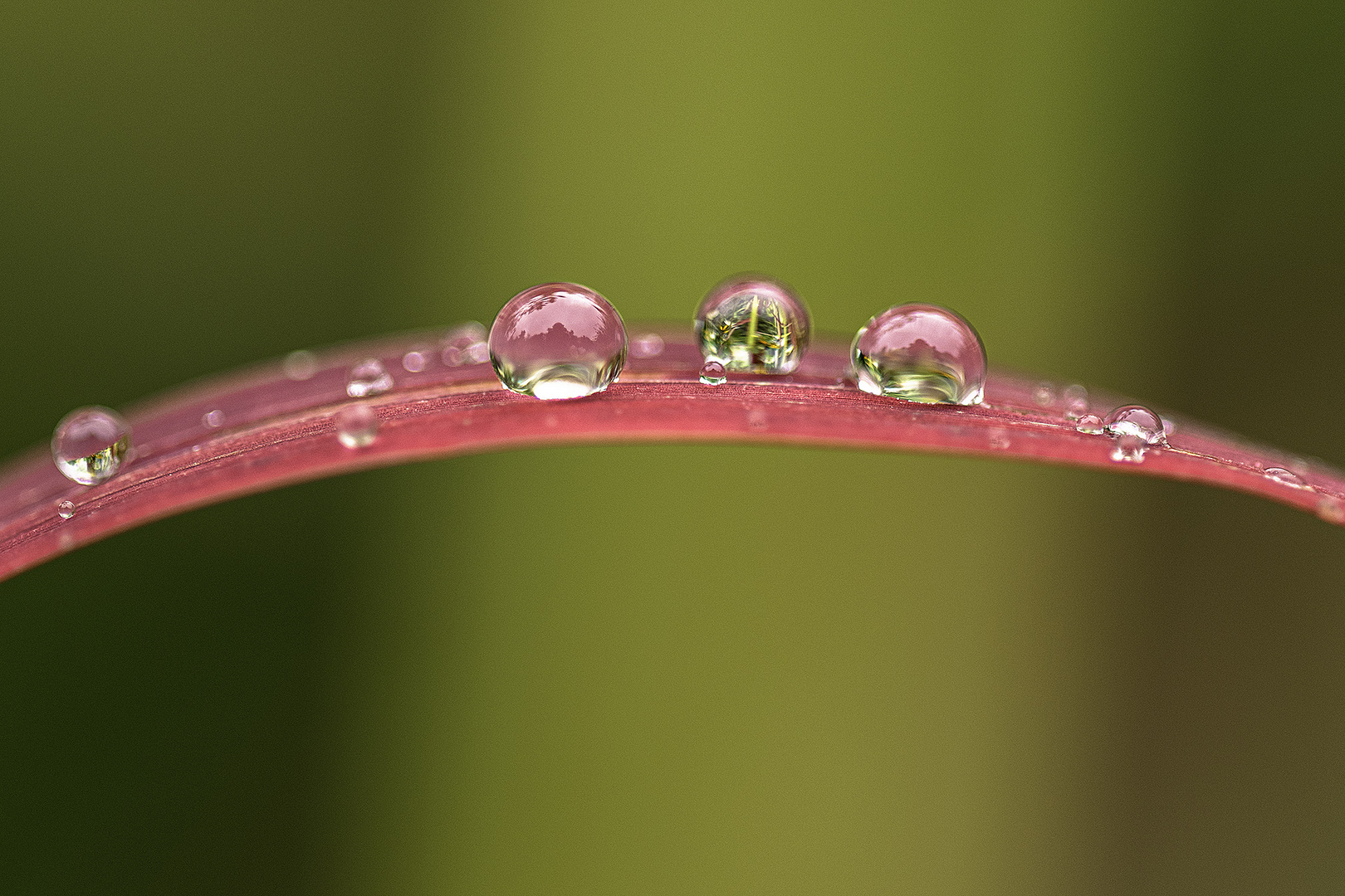 Wassertropfen auf Grashalm