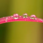 Wassertropfen auf Grashalm