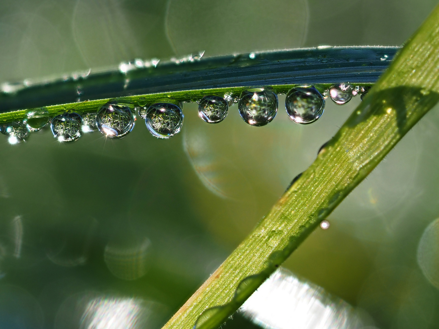 Wassertropfen auf Grashalm