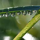 Wassertropfen auf Grashalm