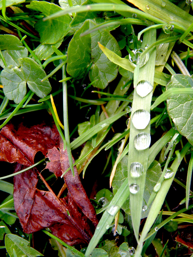 Wassertropfen auf Grashalm