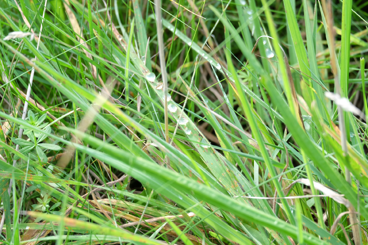 Wassertropfen auf Grashalmen