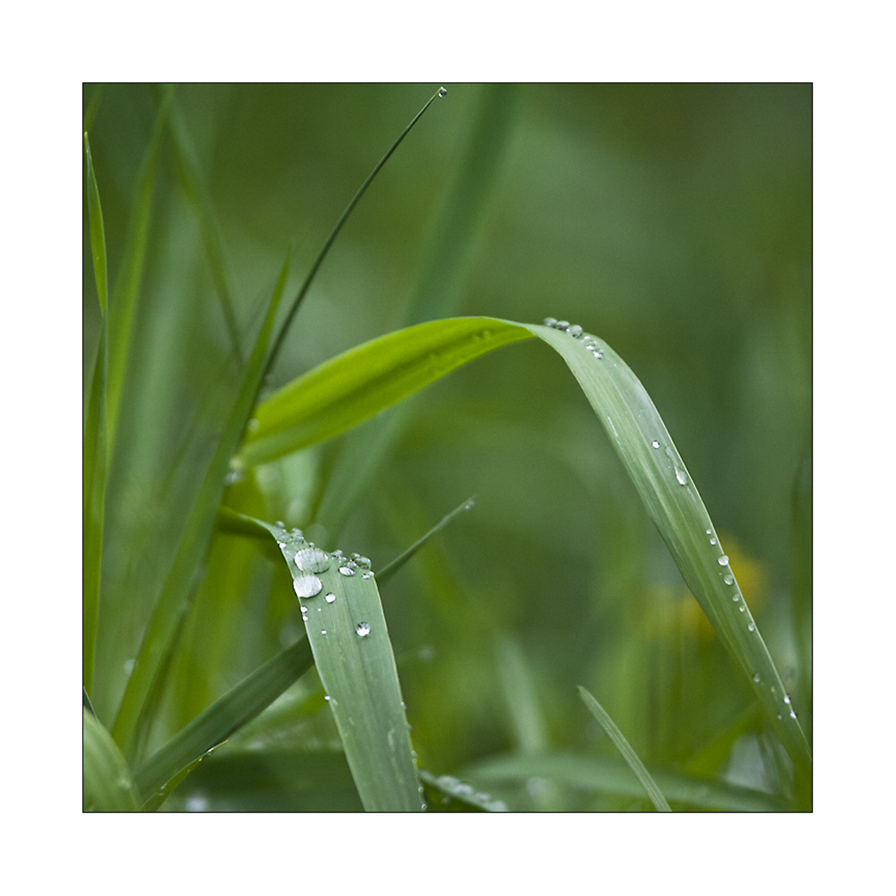 Wassertropfen auf Grasshalm