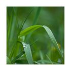 Wassertropfen auf Grasshalm