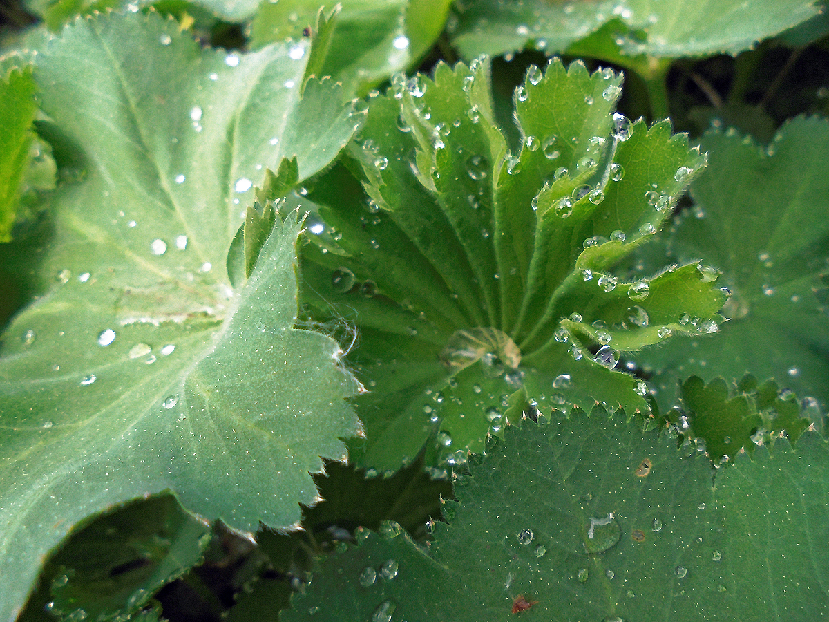 Wassertropfen auf Grün