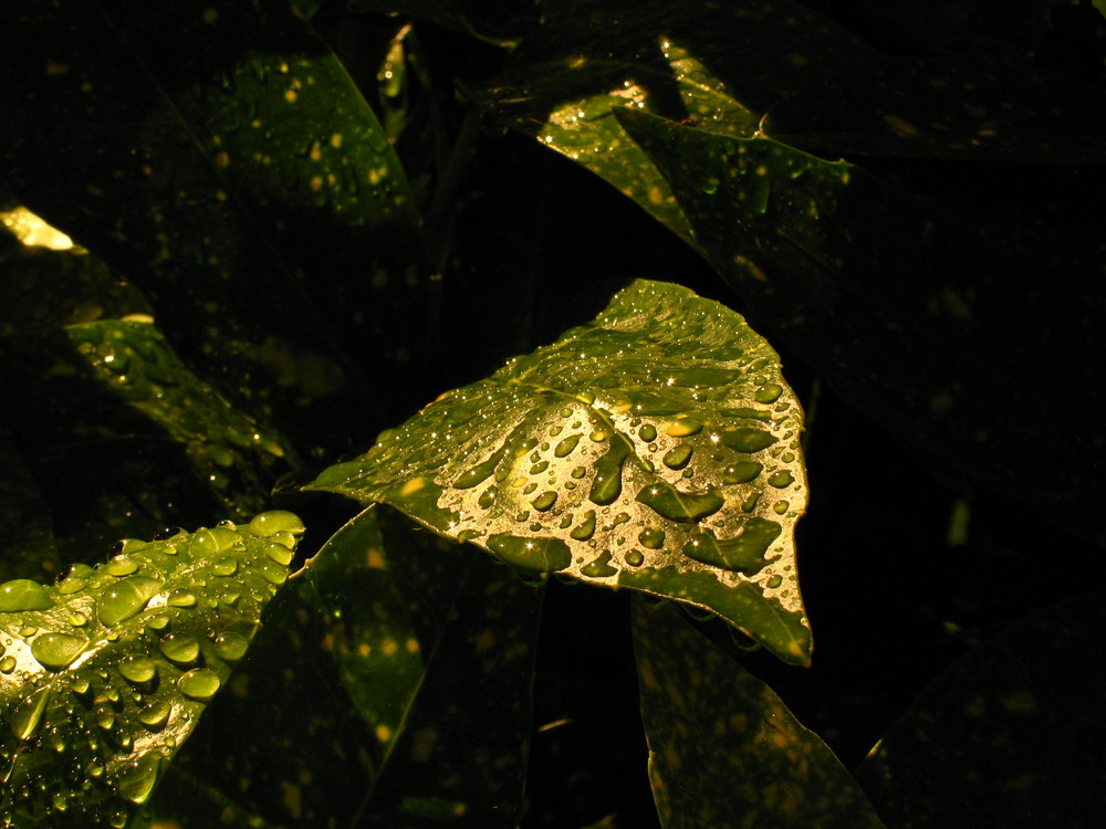 Wassertropfen auf grünem Gold