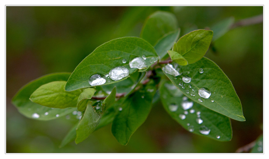 wassertropfen auf gruenen blaettern am ostermontag in einem park