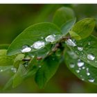 wassertropfen auf gruenen blaettern am ostermontag in einem park