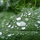 Wassertropfen auf Grünpflanzenblättern